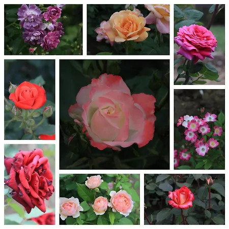 Roseta