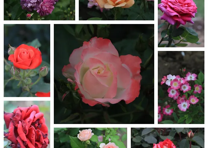 Roseta